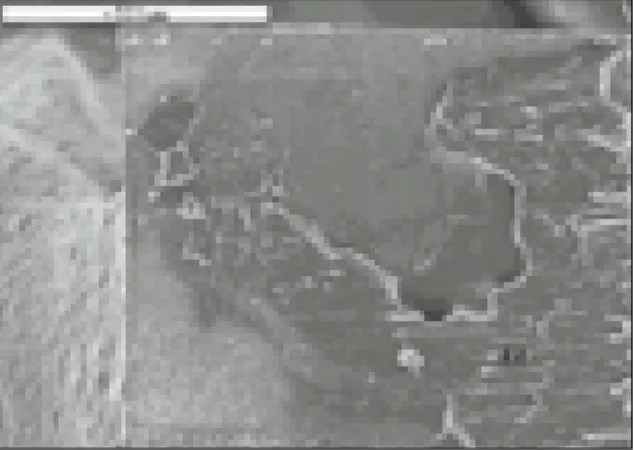 Fig. 12. Dentin surface of fractured specimen of group 3 (SEM×1000 ).