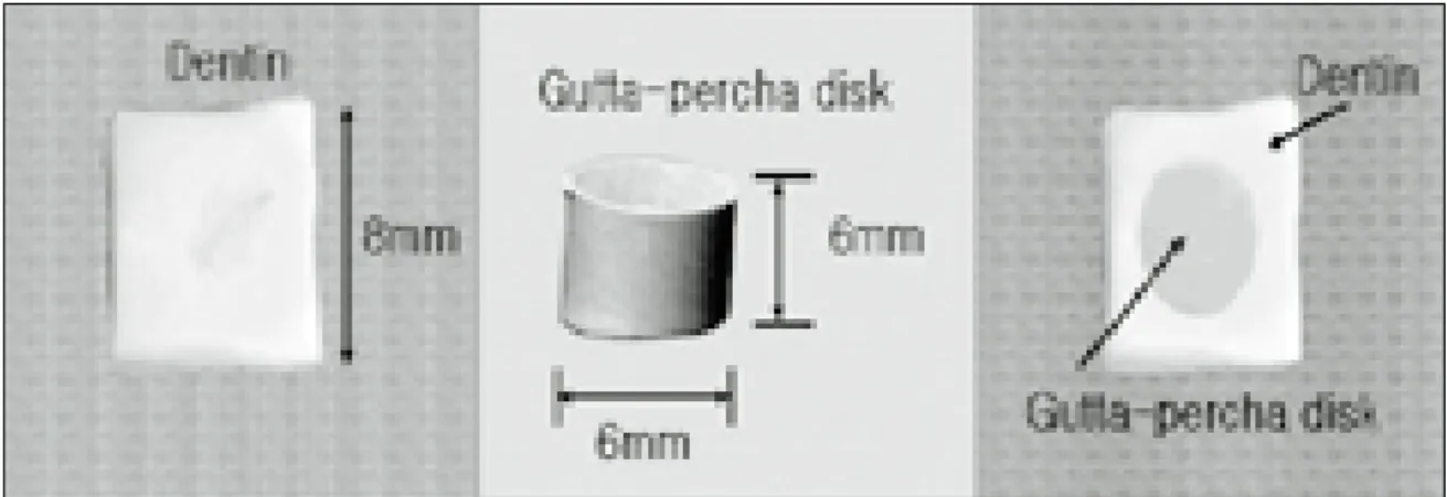 Fig. 1. Adaptation of sealer between dentin and Gutta-percha disk.