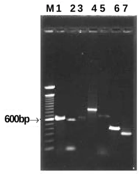 Fig. 1. Electrophoresis  results  of  PCR  amplification  of the control reference DNA of standard bacterial strains.