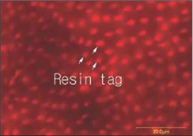 Fig. 5. Overlapped  image  of  fluorescent  mode  of  the interface between CLEARFIL TM SE BOND and dentin.