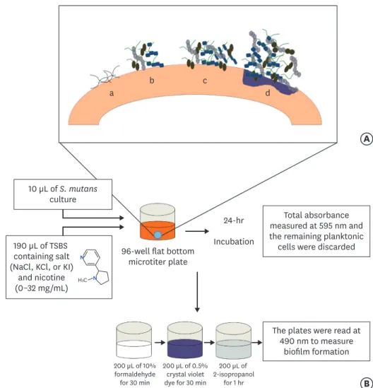 Figure 1. (A) Stages of biofilm formation: (a) Pellicle formation; (b) Binding of single organisms and multiplication; (c) Continued growth; (d) Biofilm maturation  that triggers surface demineralization
