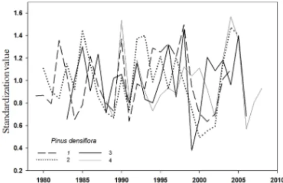 Fig.  5.  The  standardization  value  of  Pinus  den- den-siflora  1∼4  from  1979  to  2009.