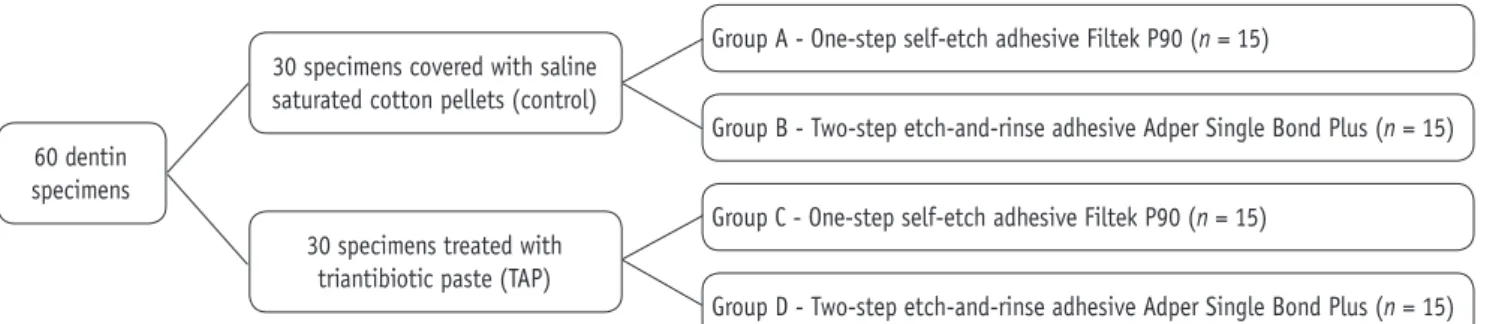 Figure 1.  Flow chart of the experimental groups and procedures.