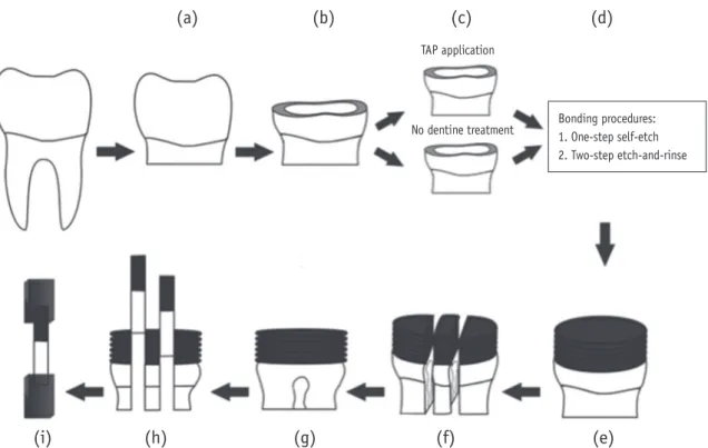Table 2. Mean microtensile bond strength values and standard deviations expressed in MPa of different adhesive systems for  experimental and control groups (n = 30)