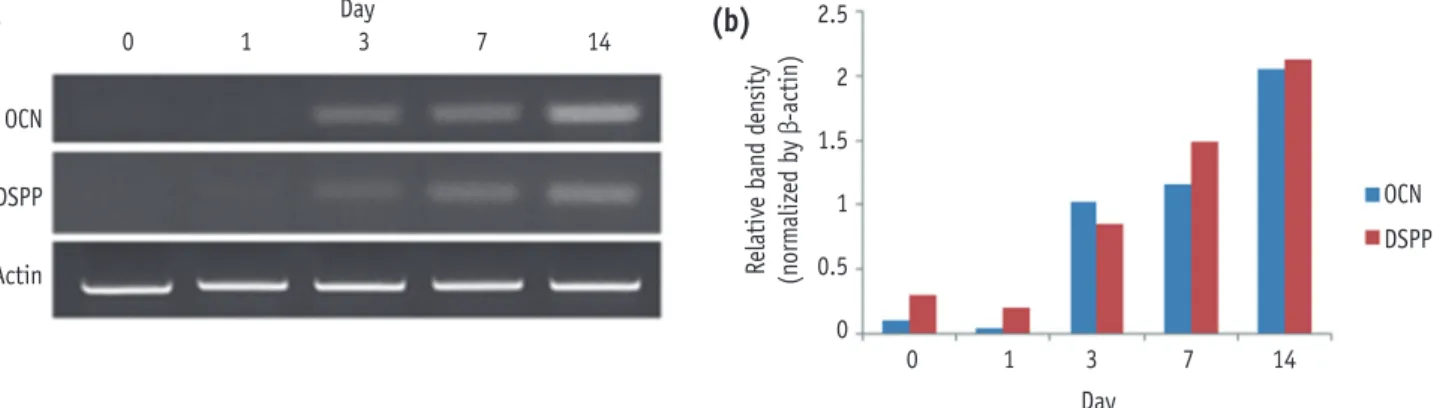 Figure 1. Expression of OCN and DSPP during the odontogenic differentiation of HDPCs analyzed by RT-PCR