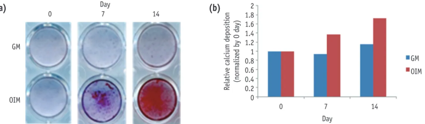 Figure 2. Mineralization during the odontogenic differentiation of HDPCs analyzed by alizarin red staining