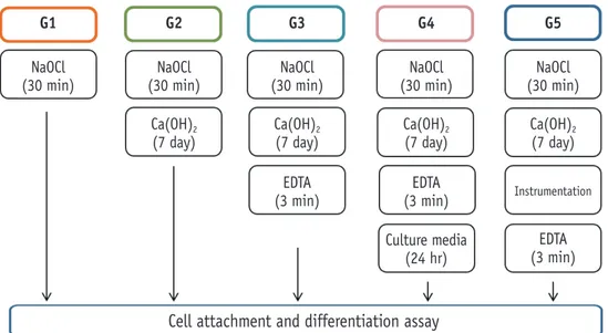 Figure 1. Experimental groups for the attachment and differentiation of dental pulp stem cells