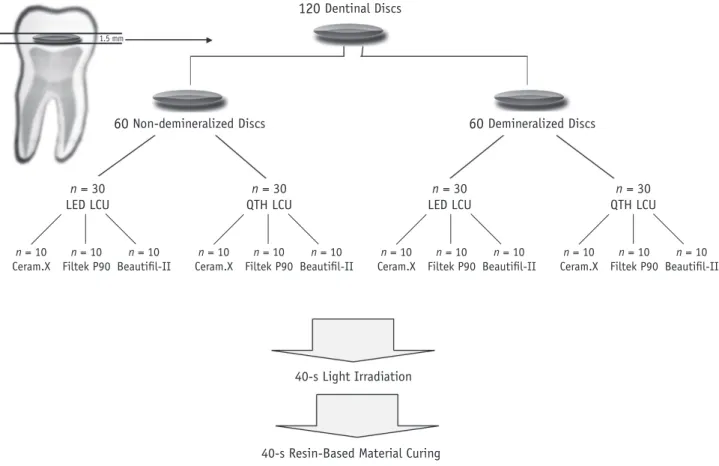 Figure 1. Schematic representation of the different steps for the preparation of dentinal discs