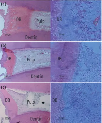Table 1. A summary of histological findings for all three experimental groups Material Roots 
