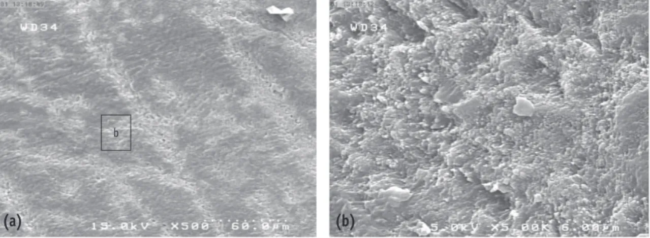 Figure 4. SEM views of the fractured surface in group 3, showing a uniform resin layer on the bonded  enamel surface