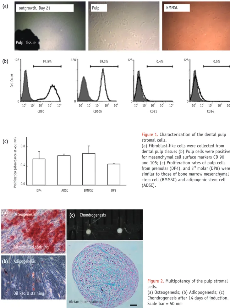 Figure 1. Characterization of the dental pulp  stromal cells.