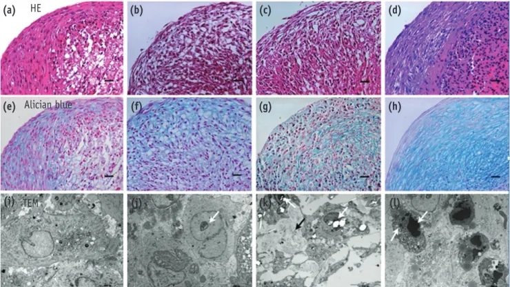 Figure 4. Evaluation of apoptotic cells within the chon- chon-drogenic pellets.