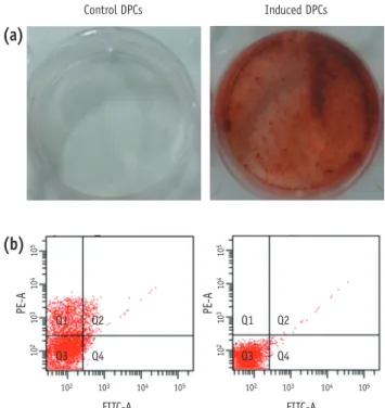 Figure 1. (a) Left: Dishes of control (non-induced)  DPCs, Right: induced (OM-treated) DPCs after  Alizarin-Red staining; (b) The expression of surface markers as  analyzed by flow cytometry of control and induced DPCs
