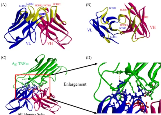 Fig. 3. Three dimensional structure of Humira Fv bound to TNF-α. The crystal structure of Humira Fv was extracted from Protein Data Bank (PDB)