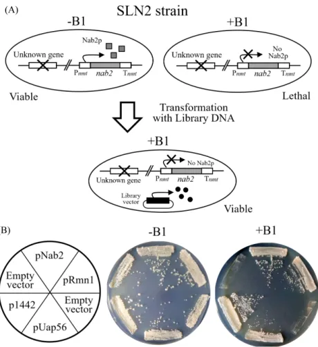 Fig. 1. Isolation of rmr1 (SPCC1442.04c) gene that complements the growth defect of synthetic mutant, SLN2