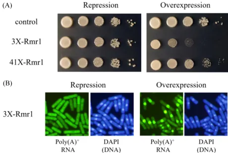 Fig. 4. Overexpression of rmr1 causes growth inhibition accompanied by mRNA export defect