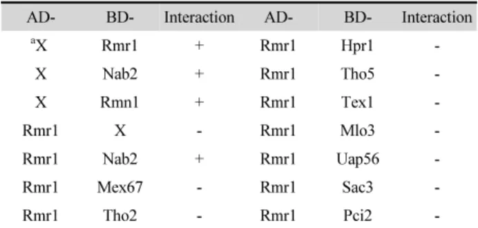 Fig.  6.  Rmr1p  physically  interacts  with  Rmn1p.  The  cells  expressing  Rmr1-TAP (lanes 1~3) and Rmr1 as a control (lanes 4~6) were transformed  with HA-Rmn1 or HA-Nab2 plasmids