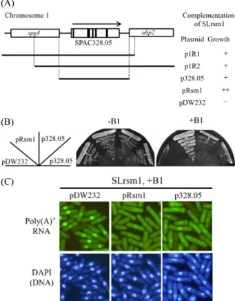 Fig. 1. Complementation of both growth and mRNA export defects of  SLrsm1 with SPAC328.05 gene