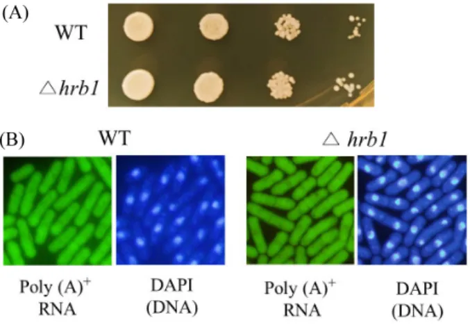 Fig.  3.  Overexpression  of  hrb1  lead  to  severe  defects  on  growth  and  mRNA  export