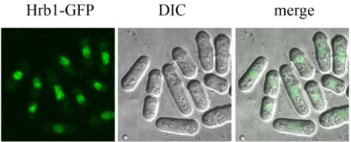 Fig. 4. Hrb1-GFP protein is localized mainly in nuclei. Hrb1 was tagged  with GFP at its carboxy-terminus (Hrb1-GFP)