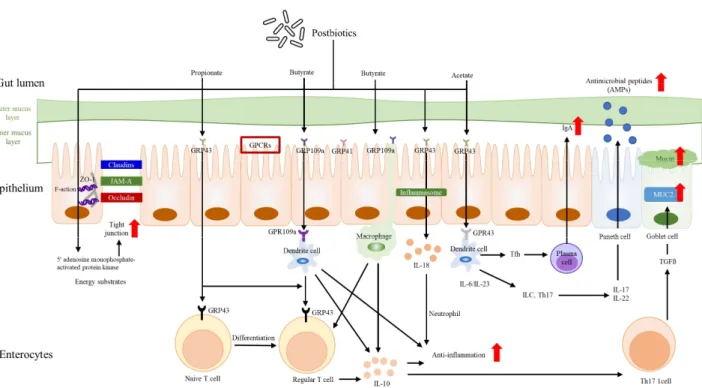 Fig. 3. Diminution of bacterial translocation and preservation of the intestinal barrier