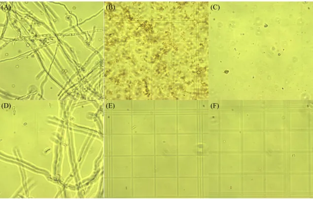 Fig. 4. Effect of antimicrobial substance (½MIC) combination of isolated strains on spore germination of A