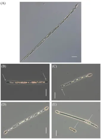 Fig. 1. Phenotypic characteristics of Raphidiopsis raciborskii, (× 1000). 