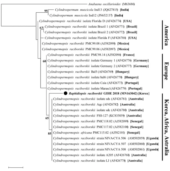 Fig. 3. Molecular phylogenetic analysis by maximum likelihood method based on nifH gene with Anabaena oscillarioides as the outgroup