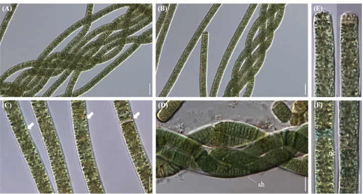 Fig. 1. Microscopic photographs of Aerosakkonema funiforme strain ACKU621 (FBCC-A397)