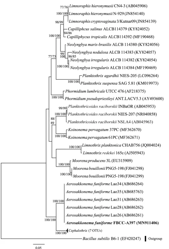 Fig.  2.  Phylogenetic  relationships  of  cyanobacteria  genus  Aerosakkonema.  It  was  inferred  from  partial  16S  rRNA  gene  sequences  with  Maximum  Likelihood (ML) algorithm
