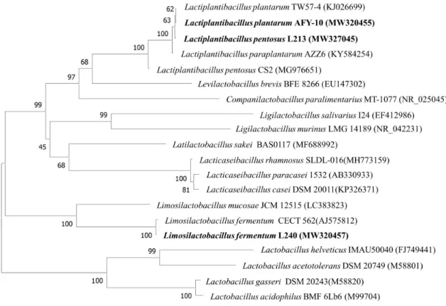 Fig. 1. Phylogenetic tree of three strains isolated kimchi used in sour beer in this study with reference strains based on 16S rRNA gene sequences