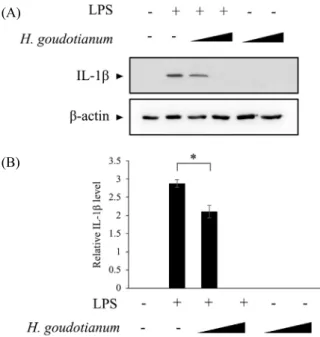 Fig. 2.  The effect of H. goudotianum extract in LPS-induced IL-1β expression. 