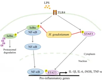 Fig.  5.  Schematic  representation  of  H.  goudotianum-mediated  anti-  inflammatory mechanism