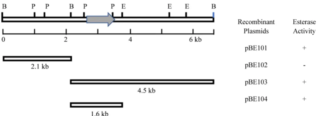 Fig. 1. Restriction map of recombinant plasmids. Recombinant plasmids were constructed by incorporating the DNA fragments into pUC19, and esterase  activities were tested