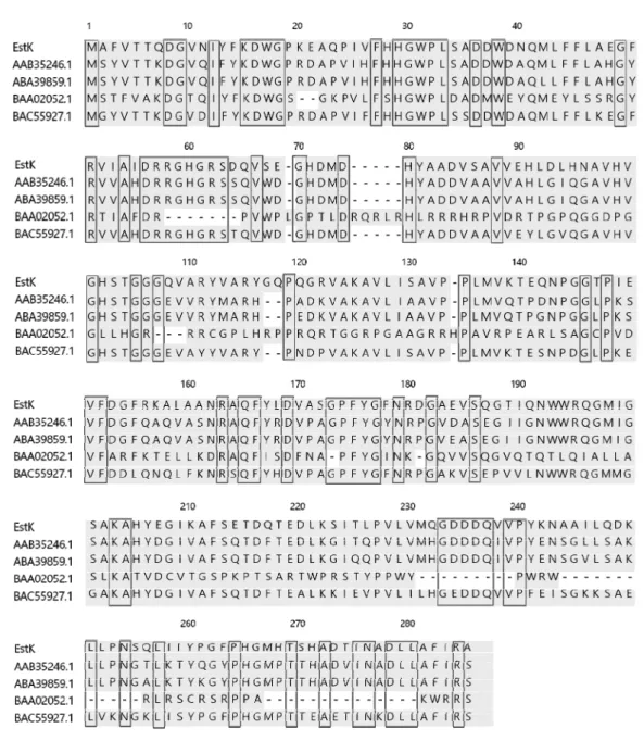 Fig. 3. Comparison of amino acid sequences of esterases by multiple alignment. The aligned sequences are the representative esterases: EstK, esterase from  K