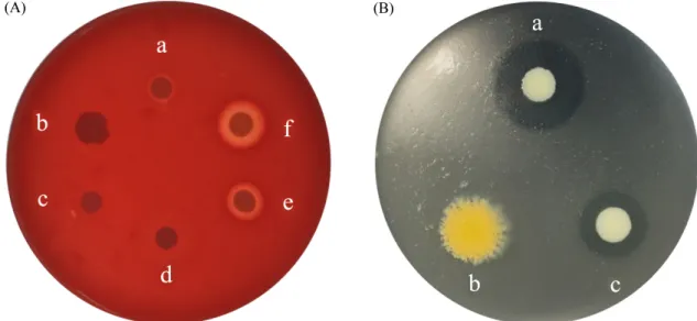 Fig. 1. Hemolytic (A) and lipolytic (B) activities of Staphylococcus pseudoxylosus strain 14AME19