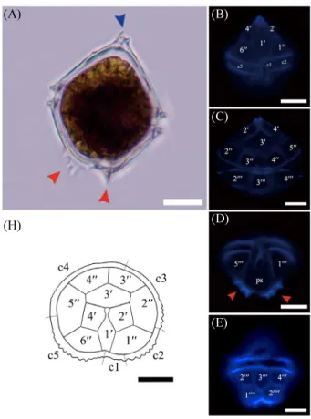 Fig. 2.  Light, Epifluorescence micrographs and drawing of the Korean  Unruhdinium penardii var