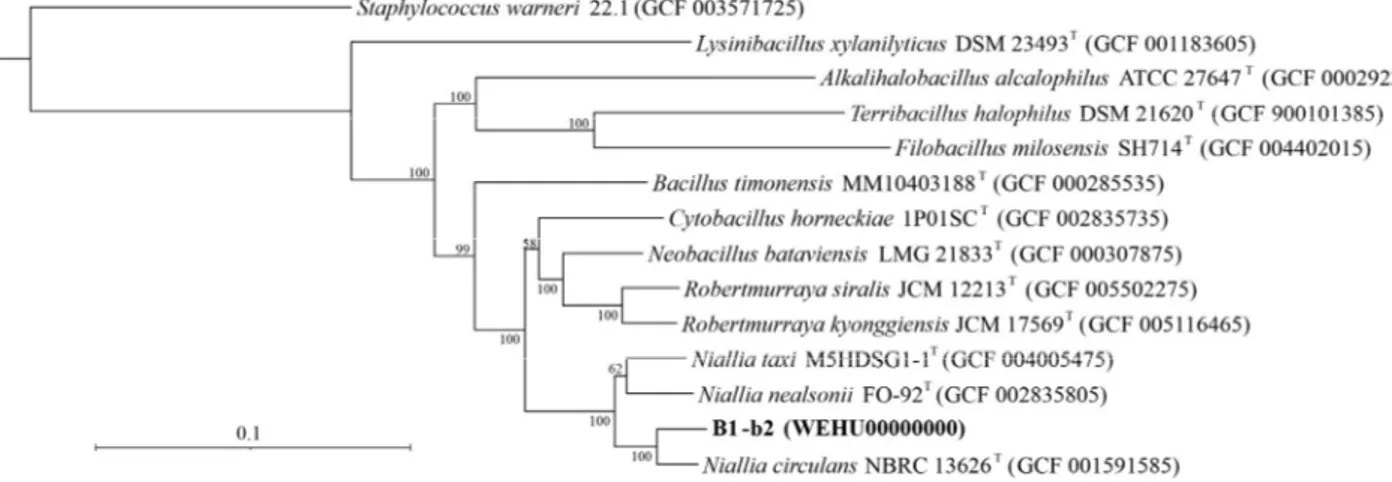 Fig. 1. Phylogenomic tree of strain B1-b2 and relative type strains. Whole-genome phylogenies based on a maximum likelihood tree inferred from 13  genomes