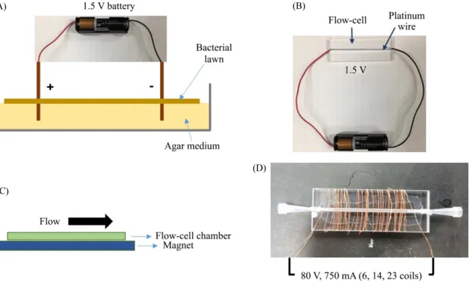Fig. 1. Methods to apply electric current or electromagnetic field for bacterial growth and biofilm formation