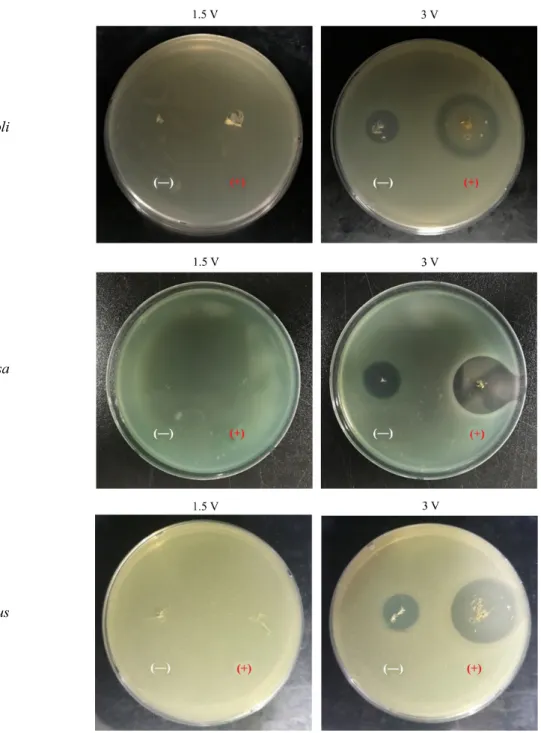 Fig. 2. Inhibitory effect of electric current on bacterial growth. E. coli DH5α, P. aeruginosa PAO1, or S