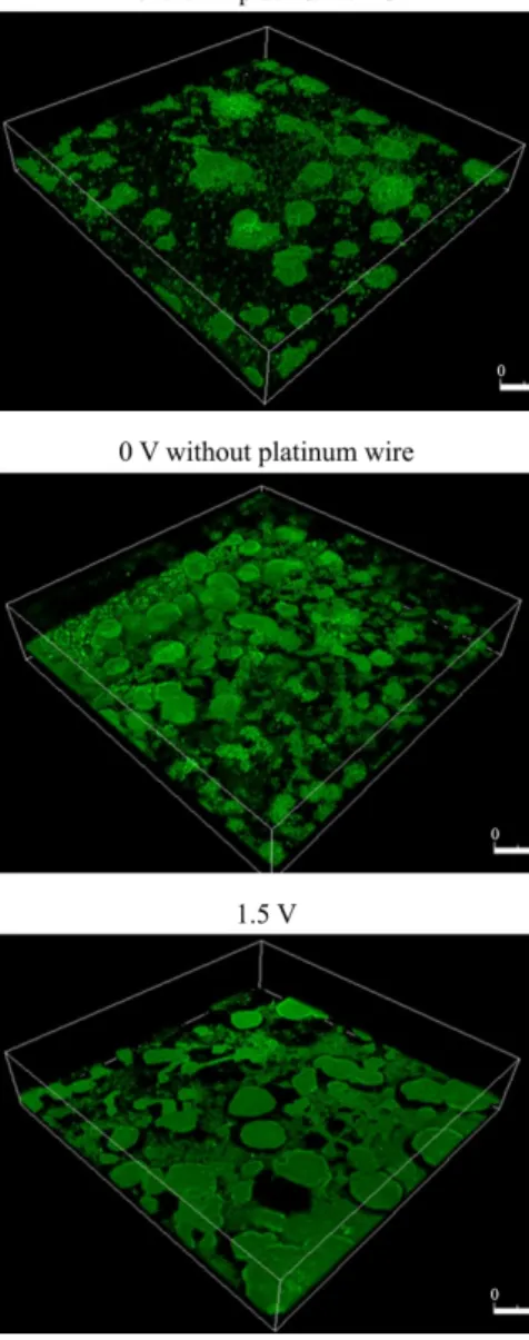 Fig. 3. Bacterial biofilm formation with electricity. A platinum wire was  inserted into the flow-cell and connected to a 1.5 V battery to apply a direct  current into the flow-cell, as shown in Fig
