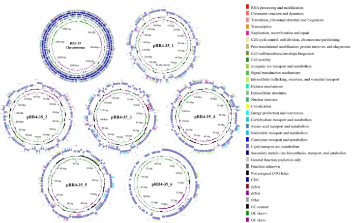 Fig. 1. Circular map of strain RR4-35 contigs. From the center to the outside: genome label, GC skew (green and purple), G + C content (black), CDSs colored  by COG categories on the reverse strand, CDSs including RNAs on the reverse strand, CDSs including
