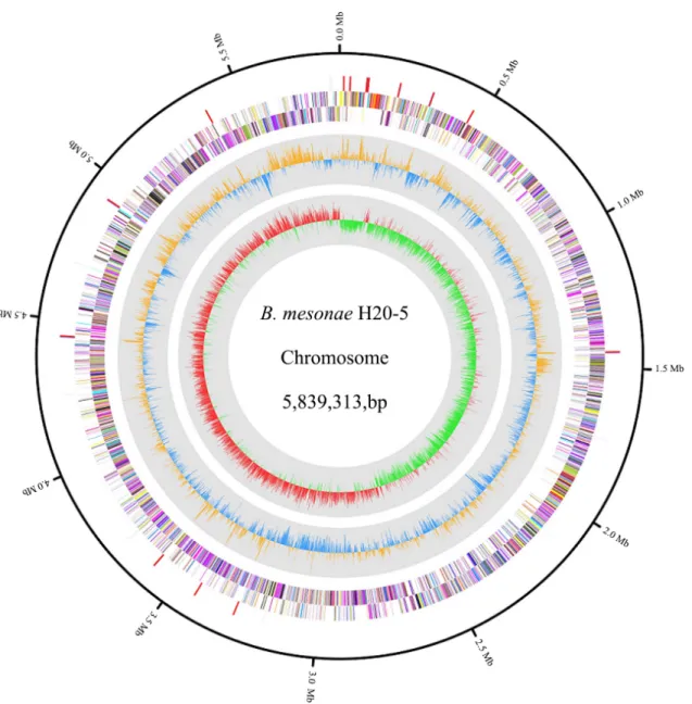 Table 1. Genome features of  Bacillus mesonae H20-5
