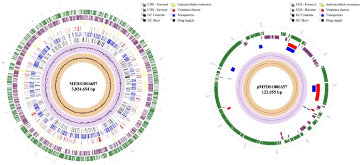 Fig. 1. Genome map of Shiga toxin producing Escherichia coli (STEC) MFDS1006657 chromosomal DNA and plasmid DNA