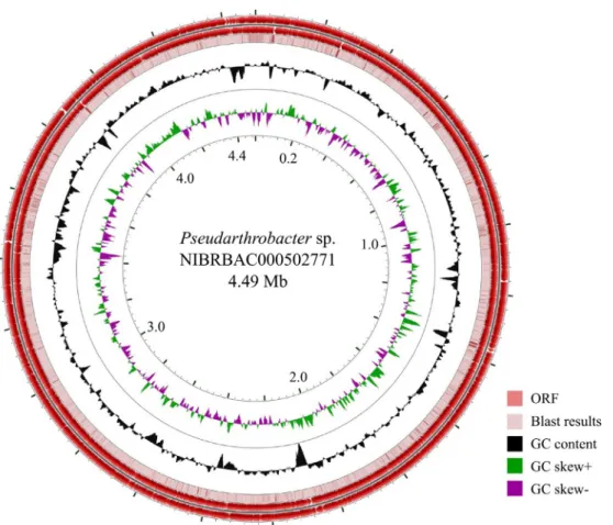 Fig. 1. Graphical circular maps of the chromosome of Pseudarthrobacter sp. NIBRBAC000502771