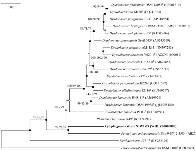 Fig. 1. Neighbour-joining tree based on nearly complete 16S rRNA gene sequences showing the phylogenetic position of strain SJW1-29 T  with closely  related  taxa