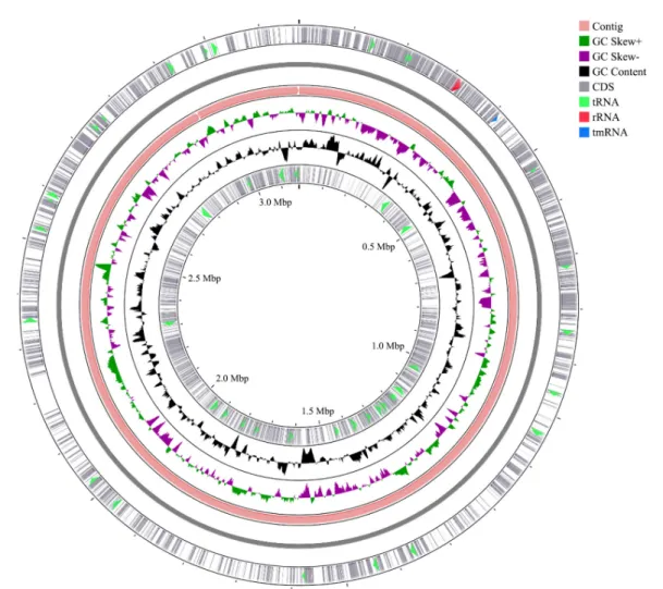 Fig. 1. Graphical circular genome map of Glaciihabitans arcticus RP-3-7 T . From outside to the center: Genes on forward strand, genes on reverse strand,  RNA genes (tRNAs light green, rRNAs red, tmRNA blue), GC content, and GC skew.