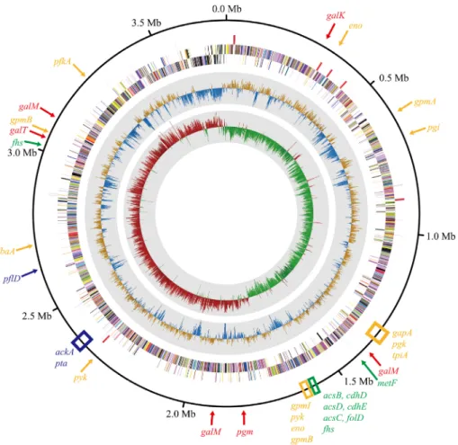 Fig. 1. Graphical circular map of Blautia sp. KGMB01111. From outside to the center; ring 1 shows tRNA and rRNA, as well as coding DNA sequences  (CDS) on the forward strand and reverse strand from the outside; ring 2 shows G + C% content and ring 3 shows 