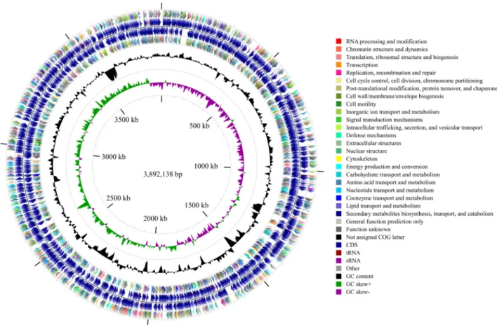 Fig. 1. Complete genome map of Rhodobacteraceae sp. SH-1. From the center to the outside: genome size label, GC skew (green and purple), G + C content  (black), CDSs colored by COG categories on the reverse strand, CDSs including RNAs on the reverse strand