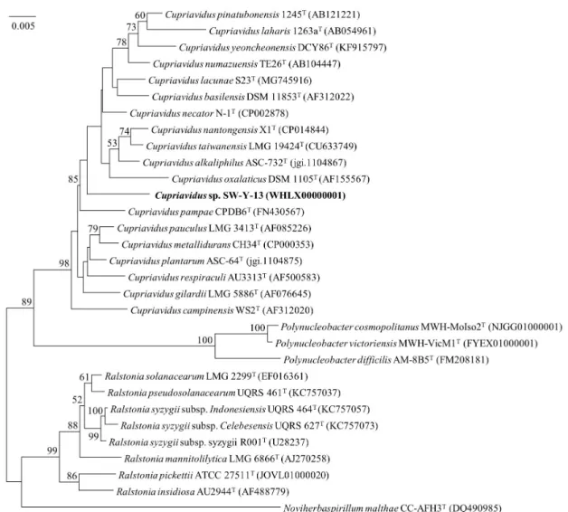 Fig. 1. Neighbor-joining phylogenetic tree based on 16S rRNA sequences showing the relationship among isolates belonging to the Cupriavidus sp